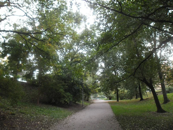 Yeşil yapraklı ve yeşil çimenli park