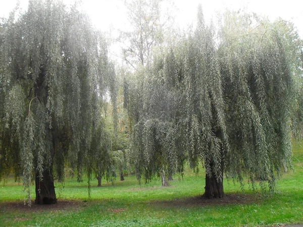 Parque Com Árvores Com Folhas Verdes Grama Verde — Fotografia de Stock