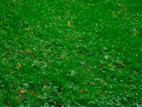 Muito Bonito Verão Verde Grama Sedosa — Fotografia de Stock