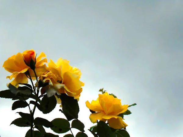 花园里非常漂亮的黄色玫瑰 — 图库照片