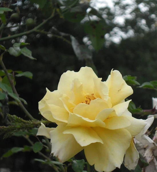 Rosas Amarelas Muito Bonitas Jardim — Fotografia de Stock