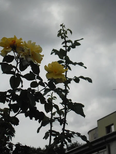 Rosas Amarelas Contra Céu Nublado — Fotografia de Stock