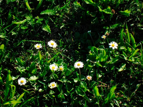 Very Beautiful Chamomile Flowers Green Grass — Stock Photo, Image