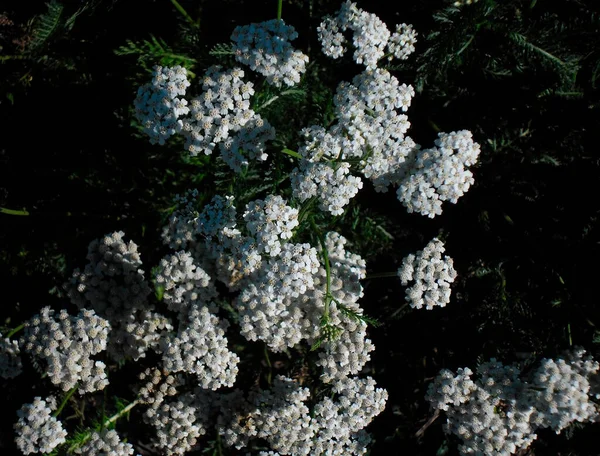 Helichrysum Medicinal Plant White Flowers — Stock Photo, Image