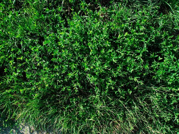 Mooi Groen Gras Closeup Het Voorjaar — Stockfoto