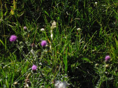 Yazın doğanın çok güzel bir resmi.