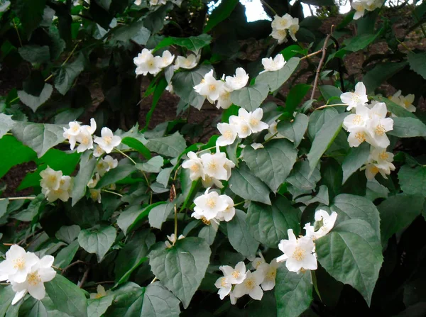 Very Beautiful Branch Jasmine Plant — Fotografia de Stock