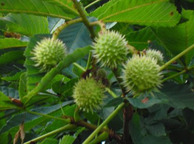 Kestane ağacının kestaneli bir dalı olan çok güzel bir fotoğrafı.