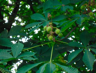 Yeşil yapraklı ve kestaneli bir kestane ağacının çok güzel bir fotoğrafı.
