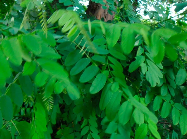 Very Beautiful Photo Acacia Tree Green Leaves — Stockfoto