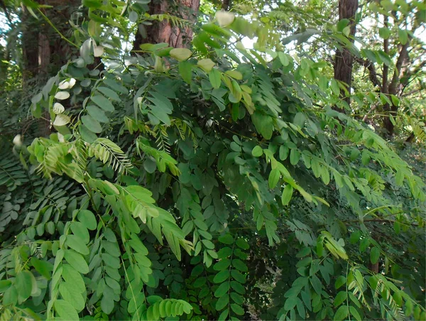 Very Beautiful Photo Acacia Tree Green Leaves — 스톡 사진