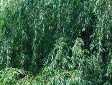 Ağacın çok güzel yeşil yaprakları.