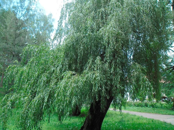 Very Beautiful Willow Tree Blue Sky — Φωτογραφία Αρχείου