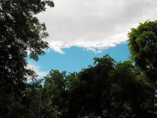 Very Beautiful Trees Green Foliage Blue Sky — Foto Stock