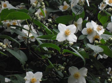 very beautiful rosehip leaves and flowers in the garden in summer