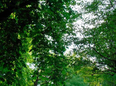 very beautiful trees with green foliage in the park