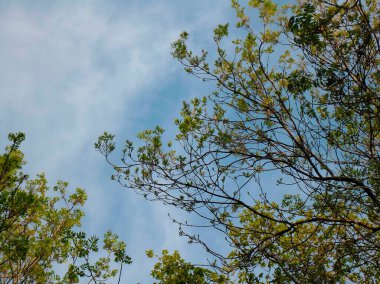 beautiful tree with green foliage against the blue sky