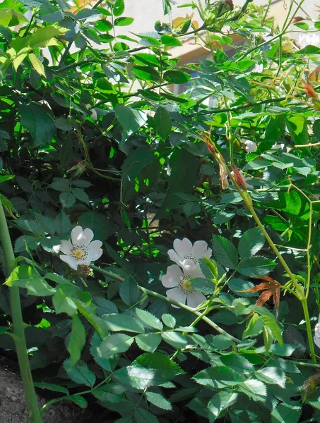 Very Beautiful Rosehip Leaves Flowers Garden Summer — Stockfoto