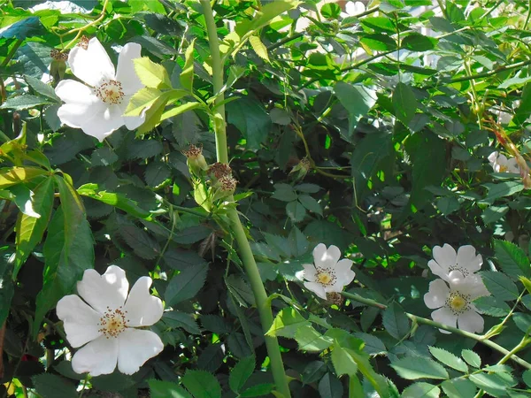 Very Beautiful Rosehip Leaves Flowers Summer Garden — 스톡 사진