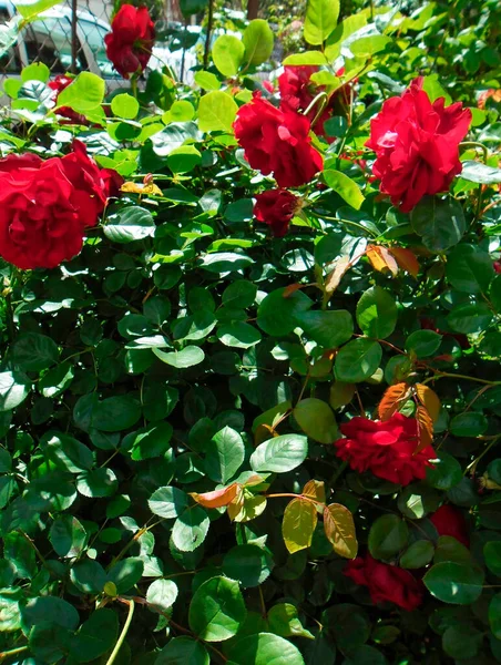 Very Beautiful Scarlet Roses Garden — 图库照片