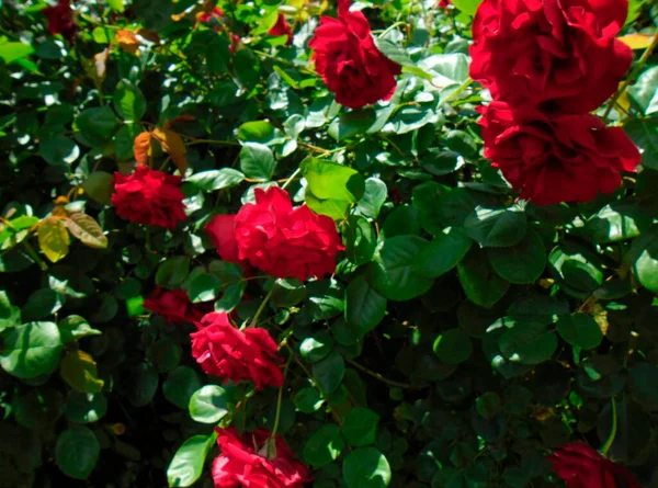 Very Beautiful Scarlet Roses Garden —  Fotos de Stock