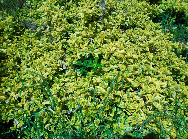 Very Beautiful Yellow Green Bush Summer — Stock Photo, Image