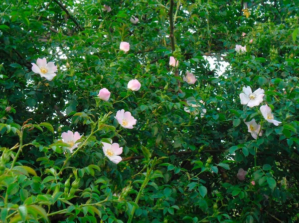 Very Beautiful Flowers Rosehip Plants Garden — Fotografia de Stock