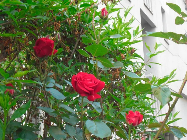 Very Beautiful Scarlet Roses Garden — 图库照片