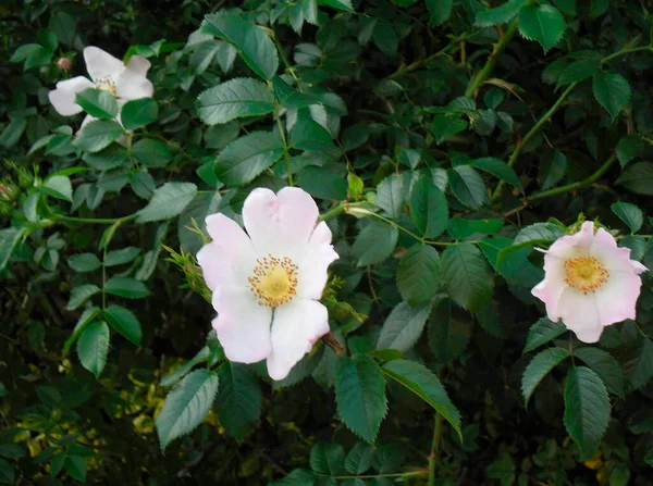 Very Beautiful White Pink Flowers Rose Hip Plants — 스톡 사진