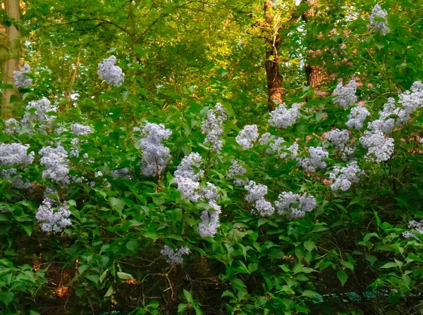 Very Beautiful Lilac Bush Spring — 스톡 사진