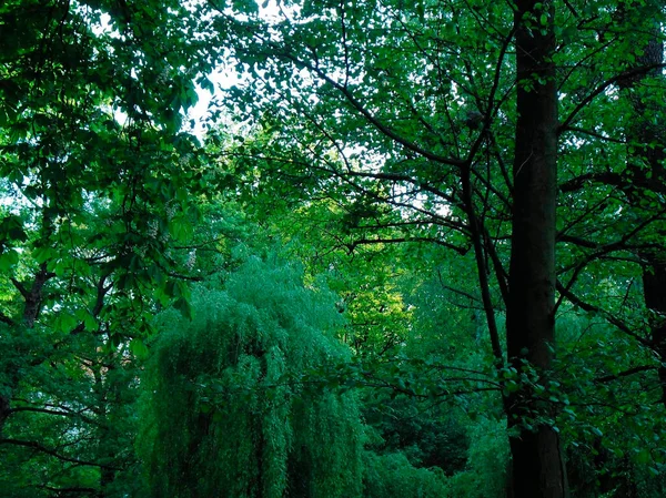 Very Beautiful Trees Green Foliage Park — Stockfoto