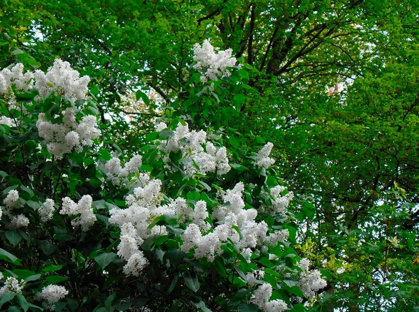 Very Beautiful Bush White Lilac Background Green Foliage Tree — 스톡 사진