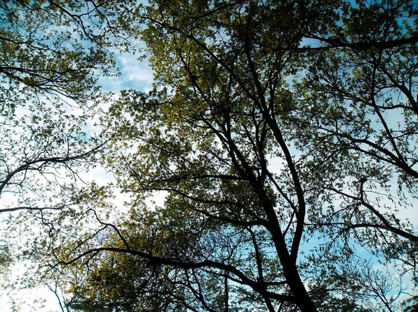 Beautiful Trees Green Foliage Blue Sky — Foto de Stock