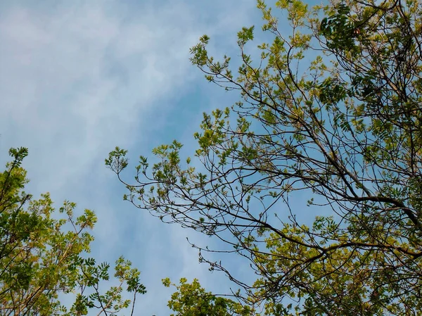 Beautiful Tree Green Foliage Blue Sky Fotos De Bancos De Imagens