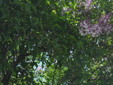 very beautiful lilac bush in spring