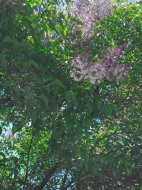 very beautiful lilac bush in spring