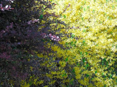 very beautiful nature in summer