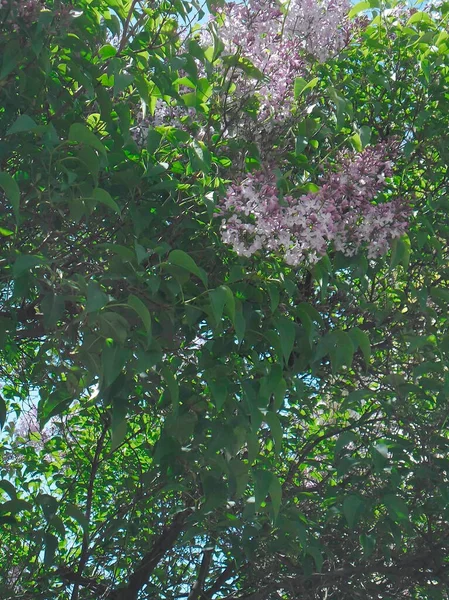 Very Beautiful Lilac Bush Spring — 스톡 사진