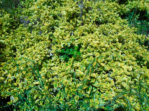 Very Beautiful Yellow Green Plant — 스톡 사진