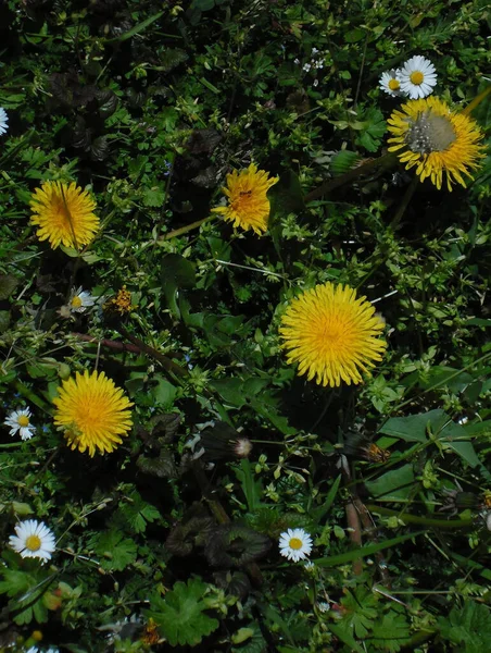 Όμορφα Λουλούδια Χαμομηλιού Και Πικραλίδες Στο Γρασίδι Καλοκαίρι — Φωτογραφία Αρχείου