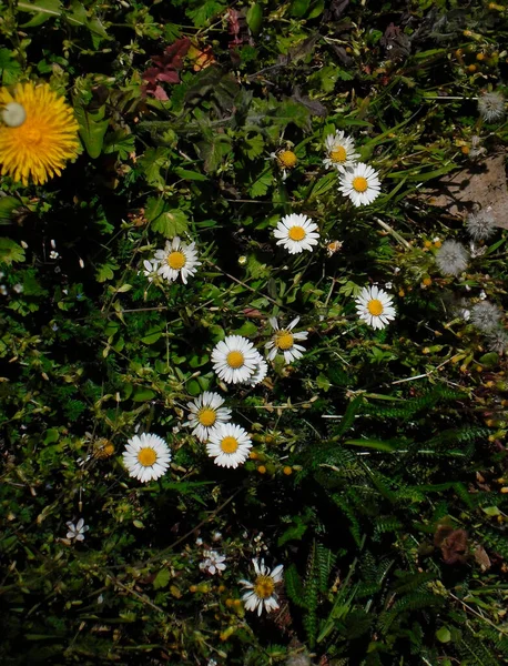 Beautiful Chamomile Flowers Dandelions Grass Summer — Stockfoto