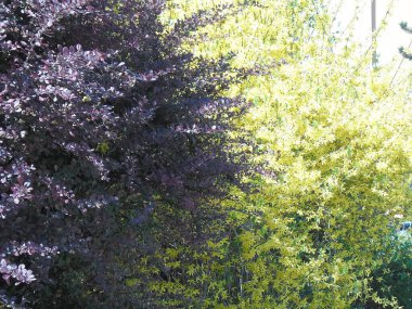 very beautiful bushes purple and yellow