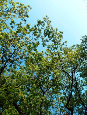a very beautiful tree with yellow and green leaves against a turquoise sky