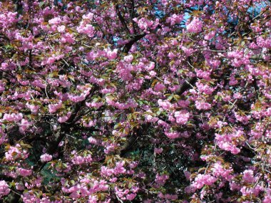 very beautiful tree branches with pink leaves