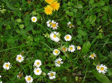 very beautiful wild flowers chamomile and dandelions in the green grass