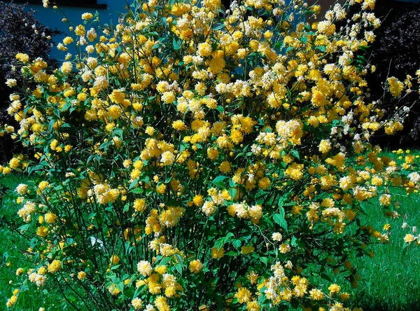 Very Beautiful Yellow Double Flowers Green Leaves Green Grass — 스톡 사진