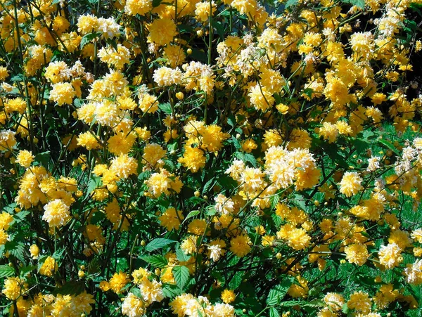 Very Beautiful Yellow Double Flowers Green Leaves — Stock Photo, Image