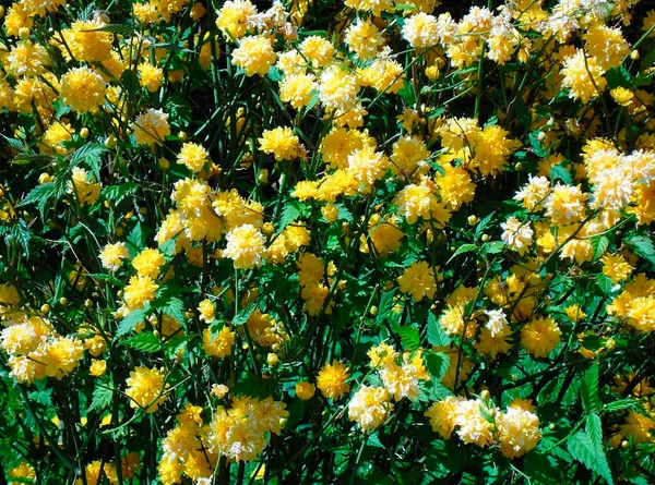 Πολύ Όμορφα Κίτρινα Λουλούδια Πράσινα Φύλλα — Φωτογραφία Αρχείου