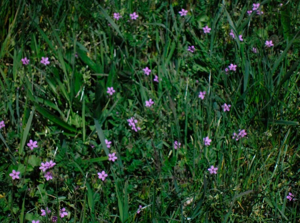 Very Beautiful Small Purple Flowers Green Grass — Stockfoto
