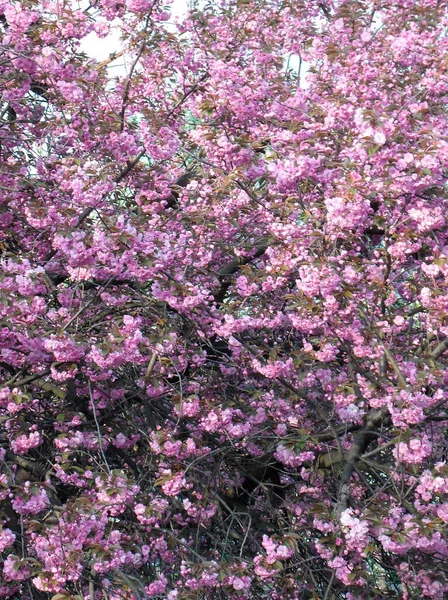 Красивые Ветви Деревьев Розовыми Листьями — стоковое фото